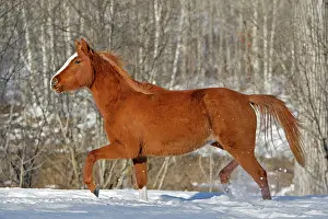 Trotting: Horse - Arabian chestnut running in snow covered field