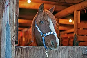Barns: Horse - Arabian chestnut Stallion at barndoor, portrait