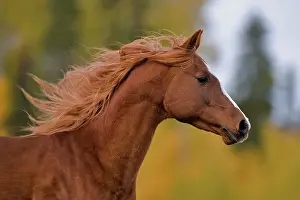 Stallions: Horse - Arabian chestnut Stallion galloping