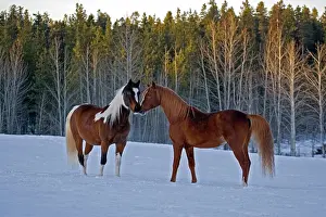 Geldings: Horse - Arabian chestnut Stallion and Paint Gelding