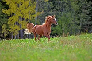 Cantering: Horse - Arabian chestnut Stallion running in meadow