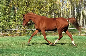 Arabs: Horse - Arabian chestnut walking