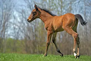 Colts: Horse - Arabian Colt few days old trotting on meadow