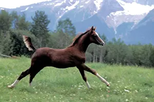 Cantering: Horse - Arabian Foal running in pasture