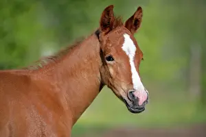 Blaze: Horse - Arabian Foal, two weeks old, portrait