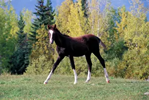 Arabs: Horse - Arabian Foal few weeks old, walking in