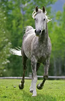 Pricked: Horse, Arabian Gelding running