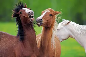 Geldings: Horse - Arabian Geldings chestnut and bay at pasture playing