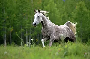 Dappled: Horse - Arabian gray dapple galloping in meadow