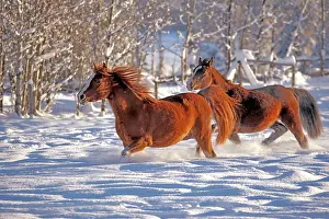 Arabians: Horse Arabian horses running together in fresh snow