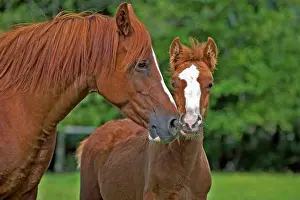 Colts: Horse - Arabian Mare and Colt standing together in meadow
