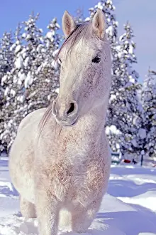 Bitten: Horse Arabian Mare flea-bitten in deep snow at winter