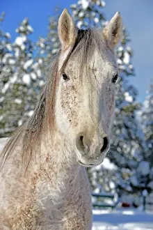 Bitten: Horse Arabian Mare flea-bitten in deep snow at winter