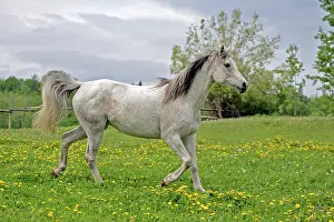 Trotting: Horse - Arabian Mare grey trotting in meadow of flowers