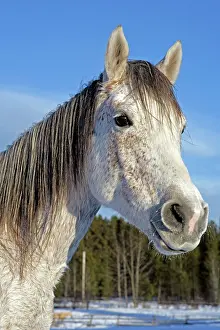 Pricked: Horse - Arabian Mare in winter, portrait head closeup