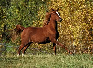 Arabs: Horse - Arabian running in field