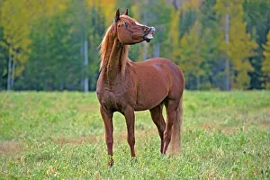 Stallions: Horse - Arabian Stallion chestnut in meadow