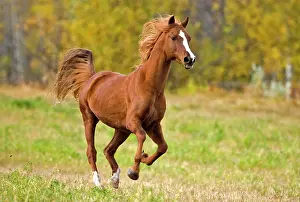 Stallions: Horse - Arabian Stallion galloping on meadow