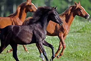 Yearlings: Horse - Arabian Yearling galloping together on flower meadow