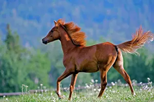 Trotting: Horse - Arabian Yearling running on flower meadow