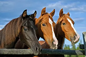 Pricked: Horse - Arabian Yearlings black and chestnut standing