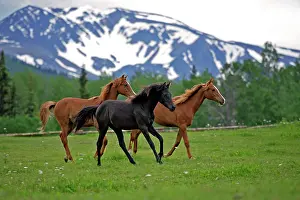 Yearlings: Horse - Arabian Yearlings, chestnut and black together