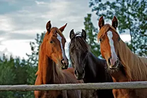 Yearlings: Horse - Three Arabian Yearlings standing together
