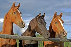 Arabs: Horse Arabian young horses standing together by wooden fence