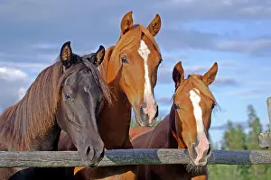 Horse Arabian young horses standing together by wooden fence
