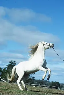 Rearing: Horse - Australian Pony, rearing