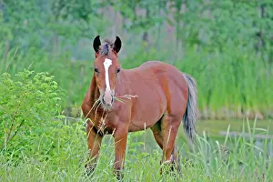 Filly: Horse Bay Arabian filly grassing by pond