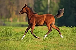 Cantering: Horse - Bay Arabian Foal three month old, running