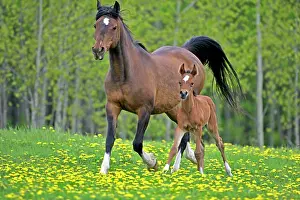 Cantering: Horse - Bay Arabian Mare with Foal running together