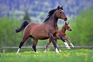 Cantering: Horse - Bay Arabian Mare and Foal running at pasture