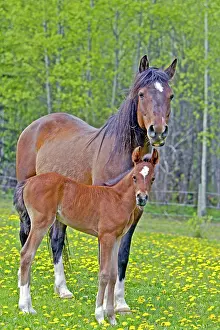 Horse Bay Arabian mare with foal in spring pasture