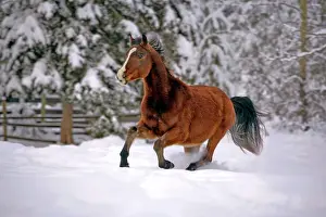 Arabians: Horse Bay Arabian mare galloping through deep snow