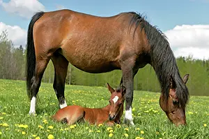 Grassing: Horse - Bay Arabian Mare grassing in meadow with