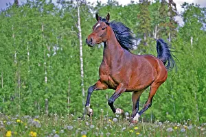 Arabians: Horse Bay Arabian mare running in meadow