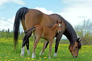 Arabians: Horse Bay Arabian mare with few week old foal grazing
