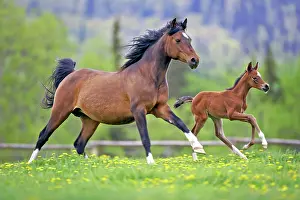 Horse Bay Arabian mare with few week old foal running