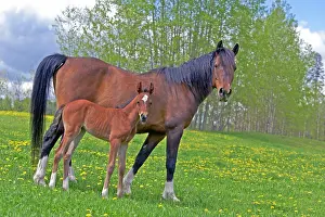 Arabians: Horse Bay Arabian mare with few week old foal standing