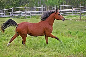 Yearlings: Horse - Bay Arabian Yearling running at pasture
