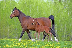 Trotting: Horse Bay Arbaina mare with few week old foal trotting