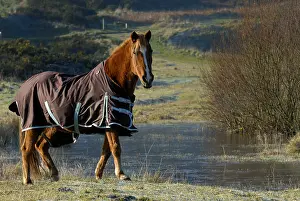 Blankets: A Horse in the Bay of Curnic Guisseny in Finistere