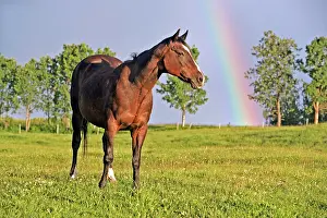 Rainbows: Horse Bay Quarterhorse standing in summer meadow