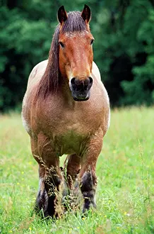 Cart: HORSE - Belgian cart horse