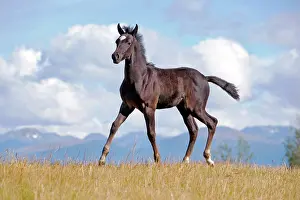 Trotting: Horse Black Part Arabian Colt running in meadow