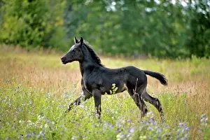 Arabians: Horse Black Arabian Colt running in meadow of flowers