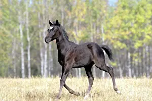 Trotting: Horse Black Part Arabian Colt trotting in front