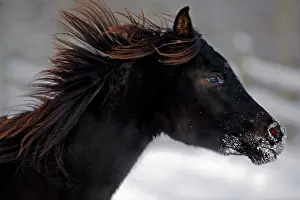 Filly: Horse - Black Arabian Filly galloping, portrait closeup
